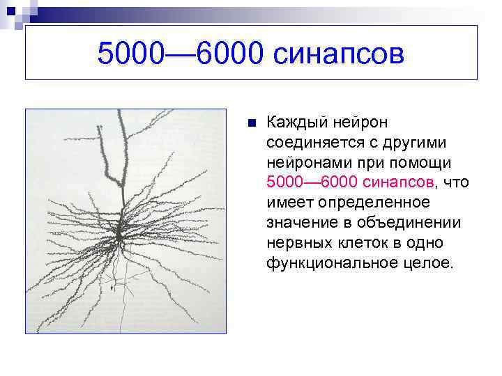 5000— 6000 синапсов n Каждый нейрон соединяется с другими нейронами при помощи 5000— 6000