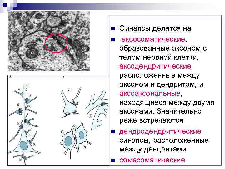 Аксосоматический синапс схема