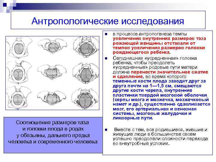 Антропологические исследования n n Соотношение размеров таза и головки плода в родах у обезьяны,