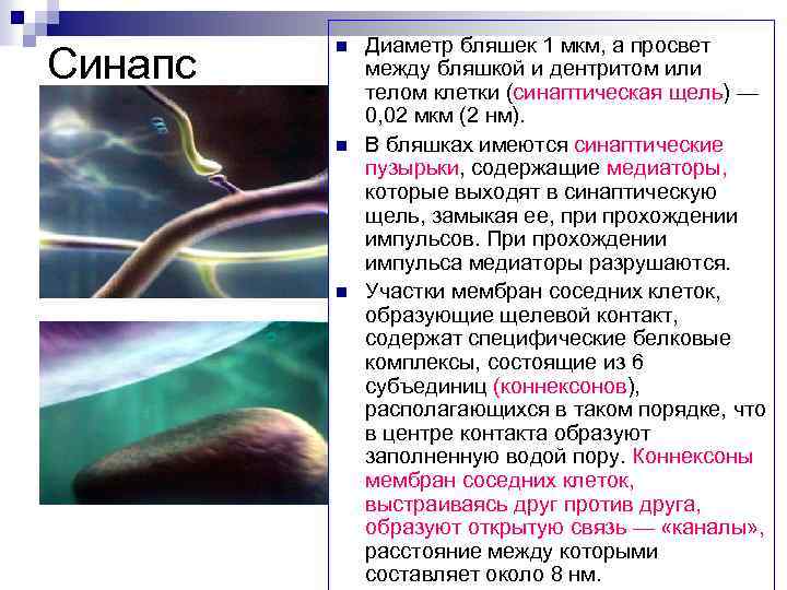 Синапс n n n Диаметр бляшек 1 мкм, а просвет между бляшкой и дентритом