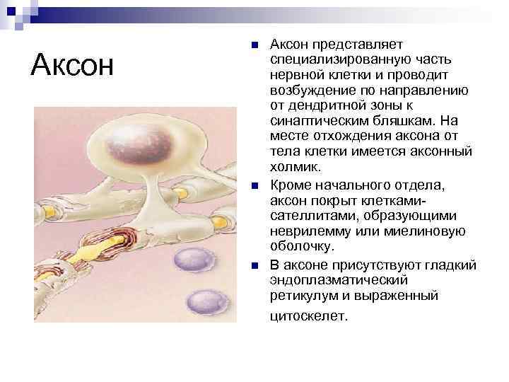 Аксон n n n Аксон представляет специализированную часть нервной клетки и проводит возбуждение по