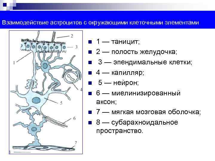 Клеточные элементы представлены