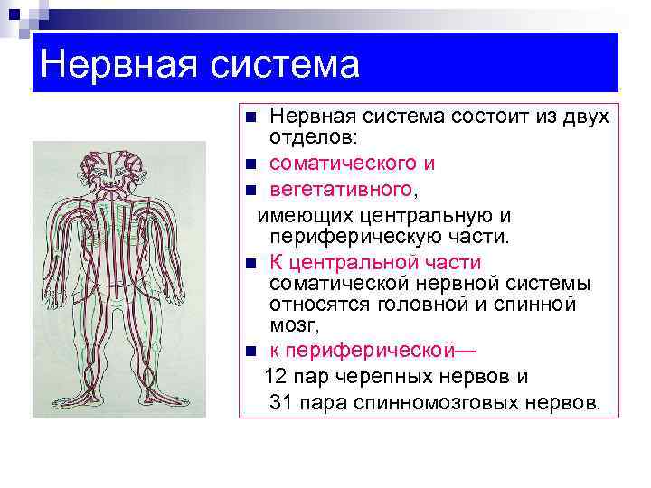 Нервная система состоит из двух отделов: n соматического и n вегетативного, имеющих центральную и