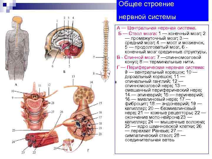 Общее строение нервной системы А — Центральная нервная система. Б — Ствол мозга: 1