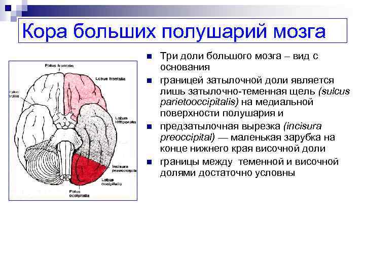 Кора больших полушарий мозга n n Три доли большого мозга – вид с основания