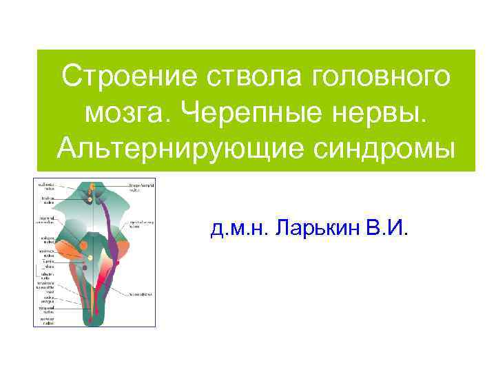 Строение ствола головного мозга. Черепные нервы. Альтернирующие синдромы д. м. н. Ларькин В. И.