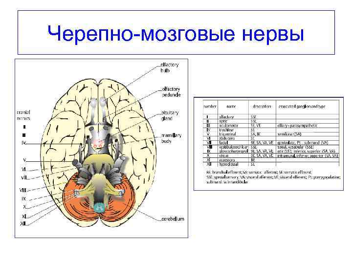 Структура черепно мозговых нервов. Название 12 пар черепно-мозговых нервов. 12 Черепно мозговых нервов анатомия. Схемы черепных нервов анатомия. Строение Корешков черепных нервов.