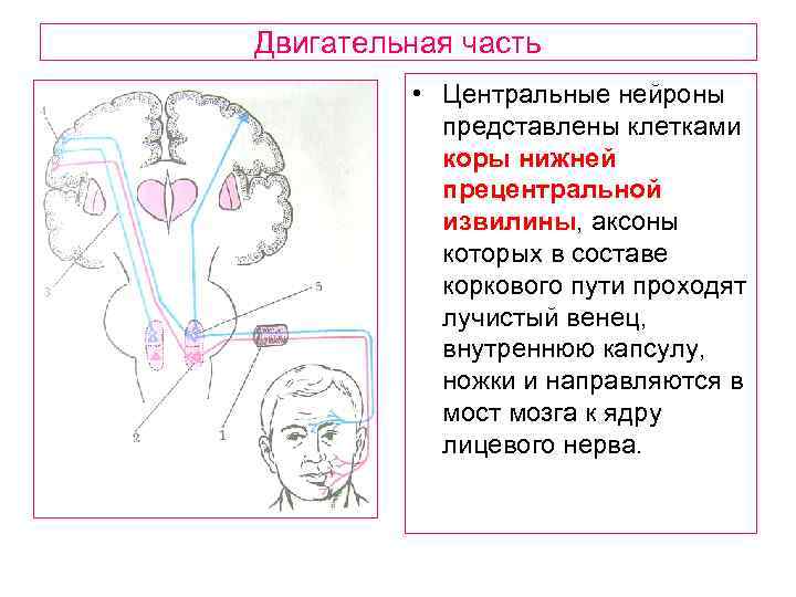 Перенос мозгов калина 1