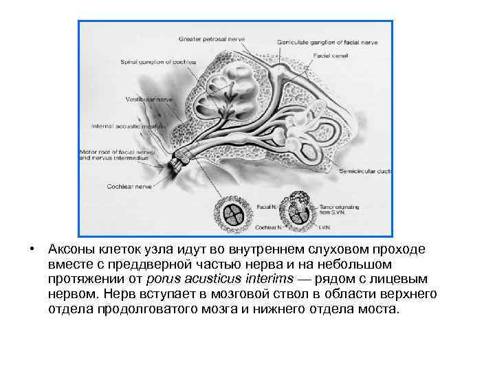 Схема строения преддверно улиткового органа