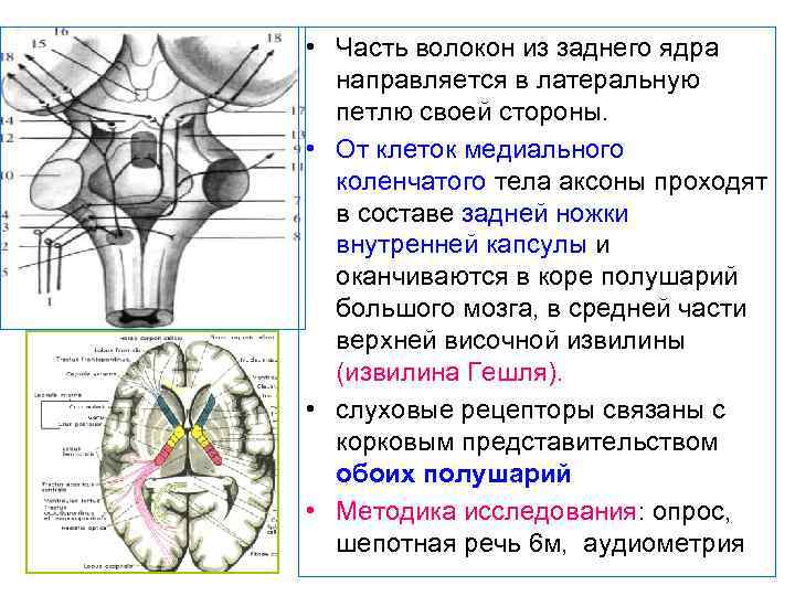  • Часть волокон из заднего ядра направляется в латеральную петлю своей стороны. •