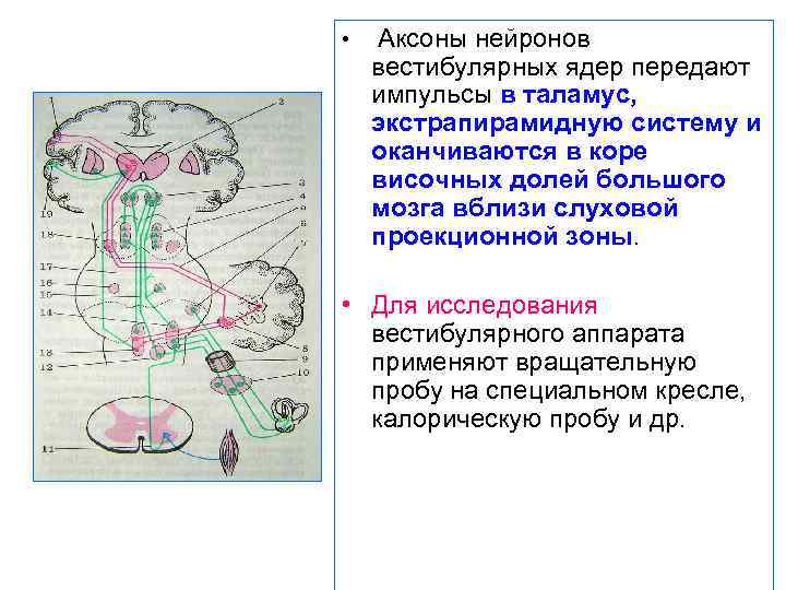  • Аксоны нейронов вестибулярных ядер передают импульсы в таламус, экстрапирамидную систему и оканчиваются
