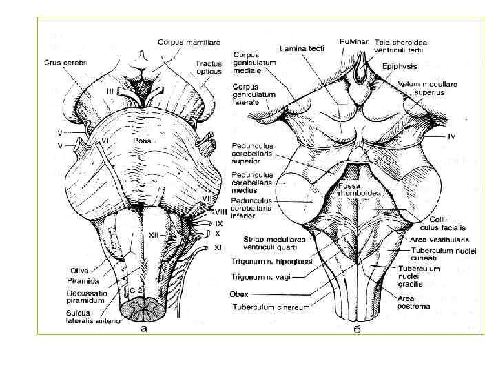 Продолговатый мозг на рисунке