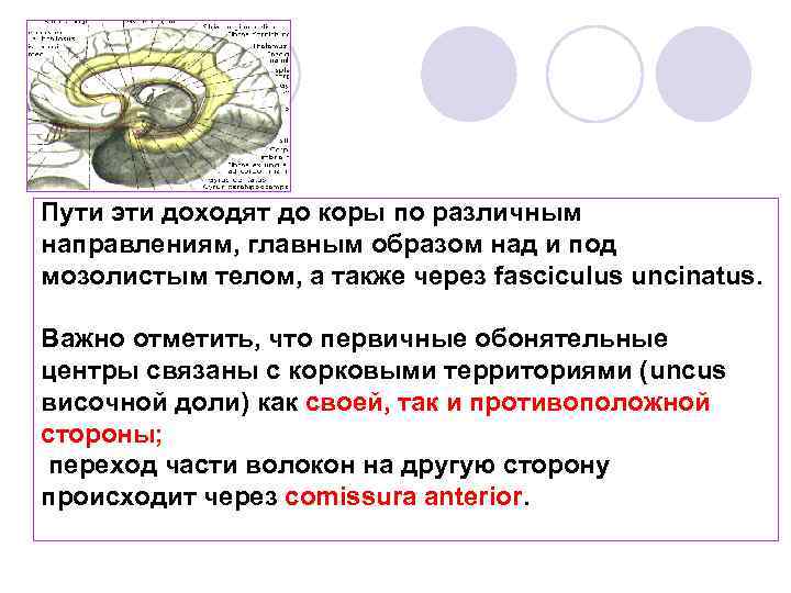 Пути эти доходят до коры по различным направлениям, главным образом над и под мозолистым