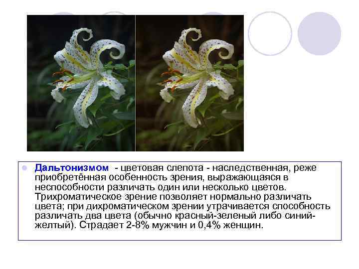 l Дальтонизмом - цветовая слепота - наследственная, реже приобретённая особенность зрения, выражающаяся в неспособности