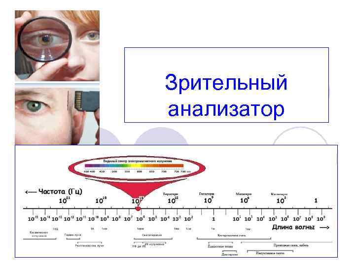 Зрительный анализатор 