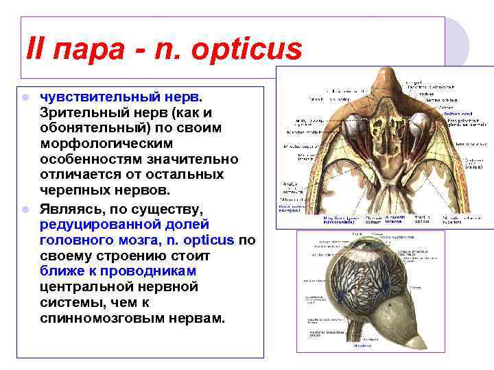 II пара - n. opticus чувствительный нерв. Зрительный нерв (как и обонятельный) по своим