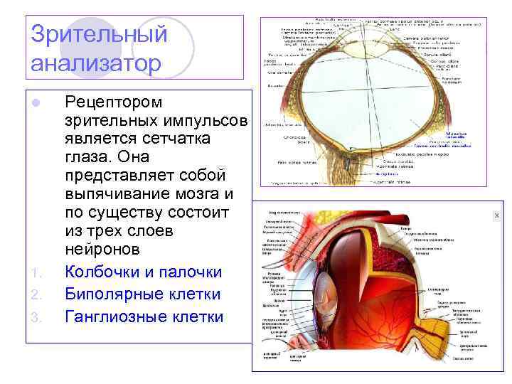 Зрительный анализатор l 1. 2. 3. Рецептором зрительных импульсов является сетчатка глаза. Она представляет