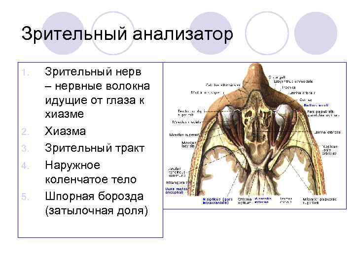 Зрительный анализатор 1. 2. 3. 4. 5. Зрительный нерв – нервные волокна идущие от