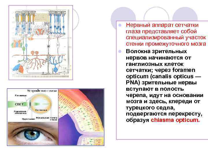 Нервный аппарат сетчатки глаза представляет собой специализированный участок стенки промежуточного мозга l Волокна зрительных