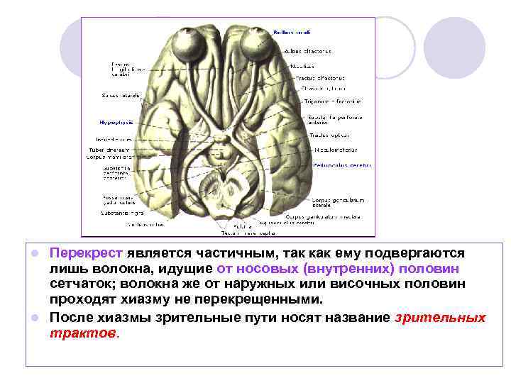 Перекрест является частичным, так как ему подвергаются лишь волокна, идущие от носовых (внутренних) половин