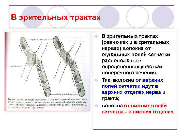 В зрительных трактах (равно как и в зрительных нервах) волокна от отдельных полей сетчатки