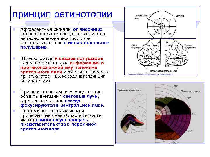 принцип ретинотопии l Афферентные сигналы от височных половин сетчаток попадают с помощью неперекрещивающихся волокон