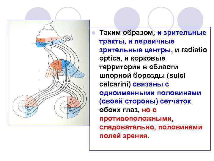 Зрительный тракт схема