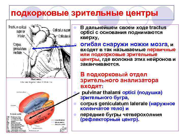 подкорковые зрительные центры l В дальнейшем своем ходе tractus optici с основания поднимаются кверху,