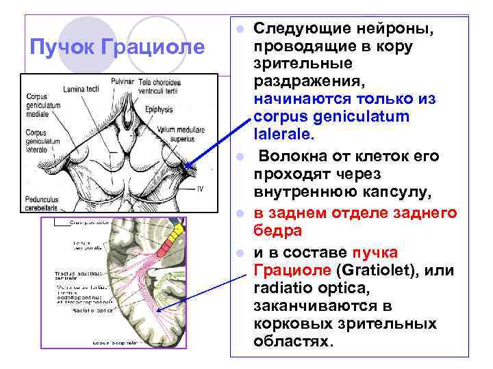 Через внутреннюю. Пучок Грациоле. Зрительный пучок Грациоле. Зрительное сияние пучок Грациоле. Пучок Грасиоле анатомия.