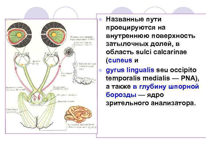 Названные пути проецируются на внутреннюю поверхность затылочных долей, в область sulci calcarinae (cuneus и