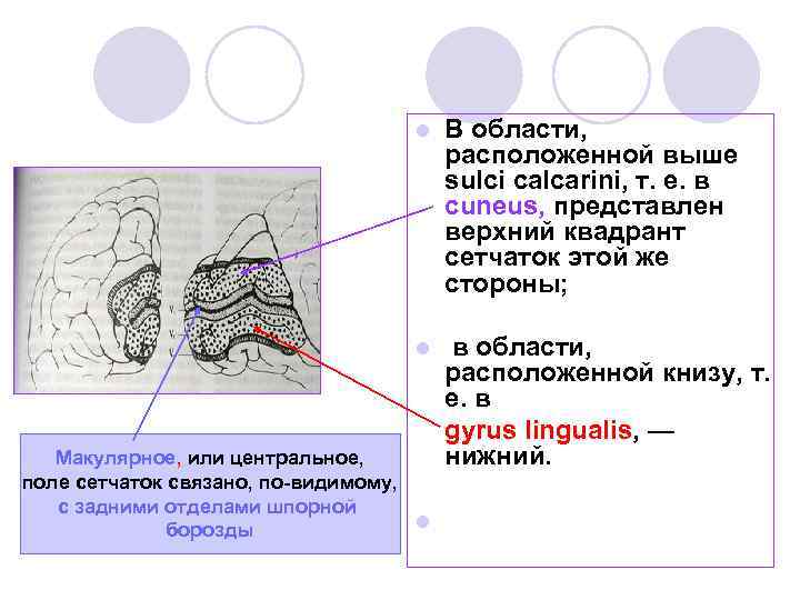 l В области, расположенной выше sulci calcarini, т. е. в cuneus, представлен верхний квадрант