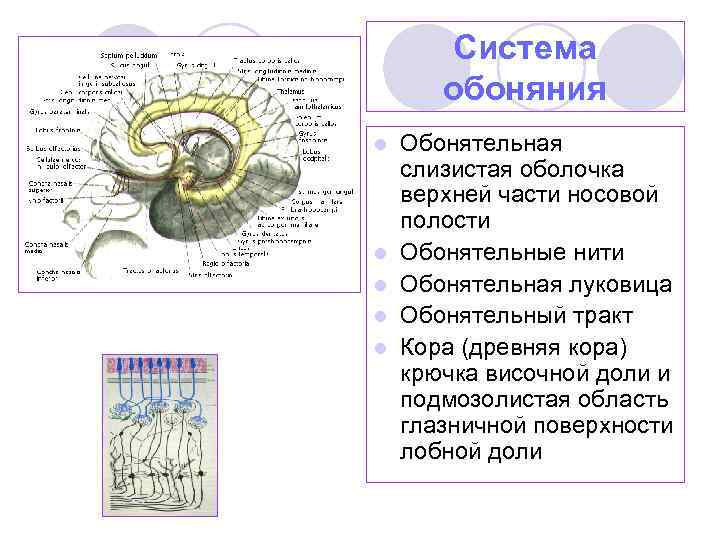 Система обоняния l l l Обонятельная слизистая оболочка верхней части носовой полости Обонятельные нити