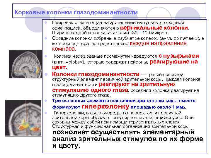 Корковые колонки глазодоминантности l l Нейроны, отвечающие на зрительные импульсы со сходной ориентацией, объединяются