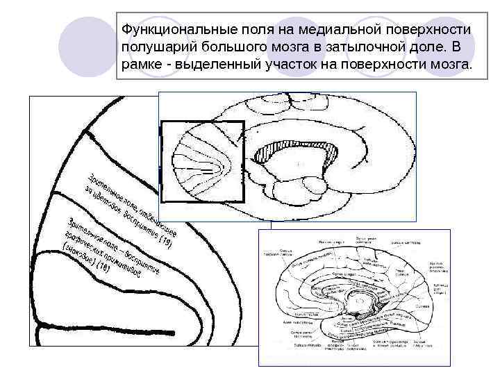 Функциональные поля на медиальной поверхности полушарий большого мозга в затылочной доле. В рамке -