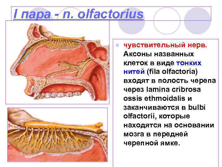 I пара - n. olfactorius l чувствительный нерв. Аксоны названных клеток в виде тонких