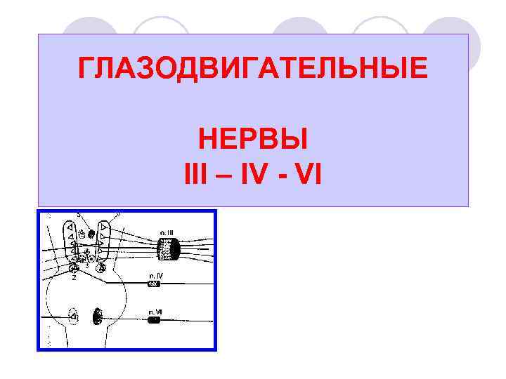 ГЛАЗОДВИГАТЕЛЬНЫЕ НЕРВЫ III – IV VI 