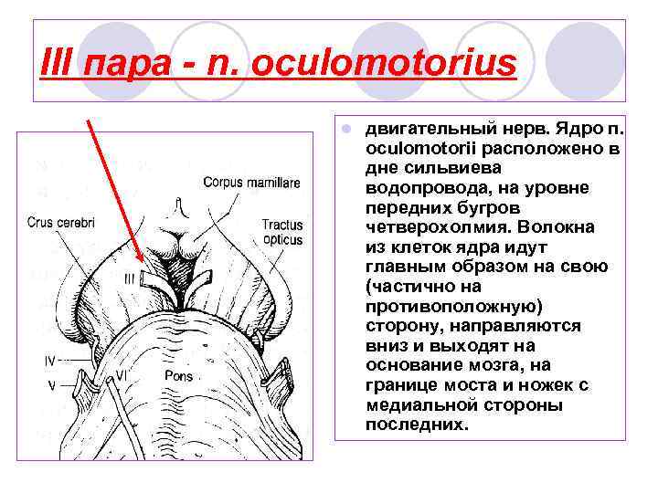 III пара - n. oculomotorius l двигательный нерв. Ядро п. oculomotorii расположено в дне