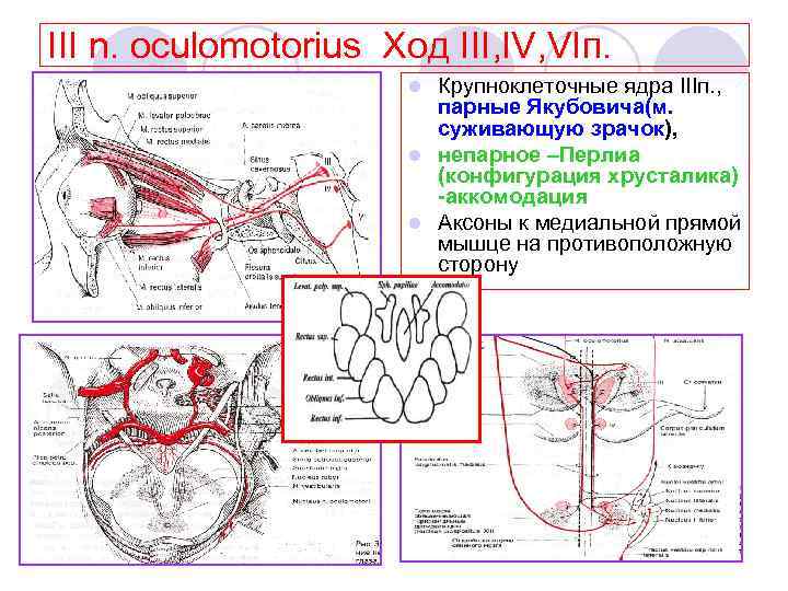 III n. oculomotorius Ход III, IV, VIп. Крупноклеточные ядра IIIп. , парные Якубовича(м. суживающую