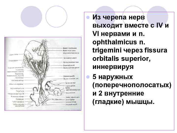 Из черепа нерв выходит вместе с IV и VI нервами и n. ophthalmicus n.