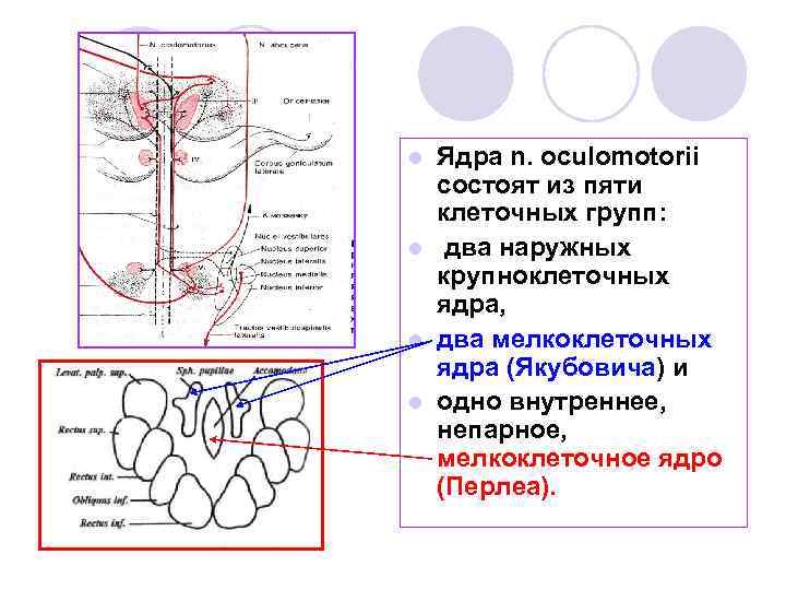 Ядра n. oculomotorii состоят из пяти клеточных групп: l два наружных крупноклеточных ядра, l