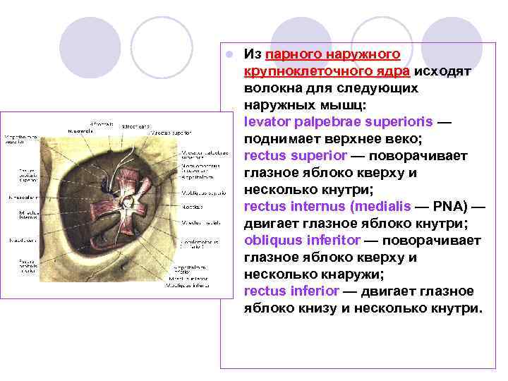 l Из парного наружного крупноклеточного ядра исходят волокна для следующих наружных мышц: levator palpebrae