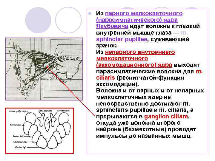 l Из парного мелкоклеточного (парасимпатического) ядра Якубовича идут волокна к гладкой внутренней мышце глаза