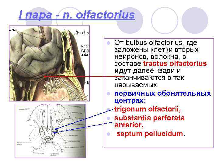 I пара - n. olfactorius l l l От bulbus olfactorius, где заложены клетки