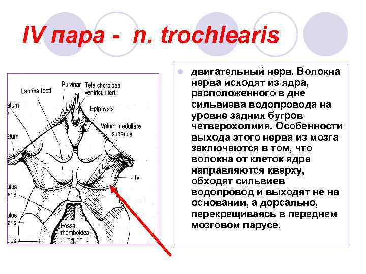 IV пара - n. trochlearis l двигательный нерв. Волокна нерва исходят из ядра, расположенного