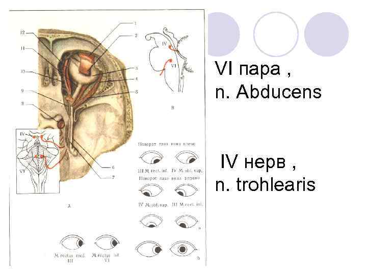 VI пара , n. Аbducens IV нерв , n. trohlearis 