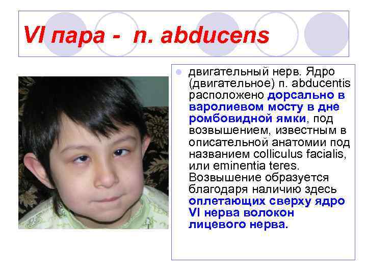 VI пара - n. abducens l двигательный нерв. Ядро (двигательное) п. abducentis расположено дорсально