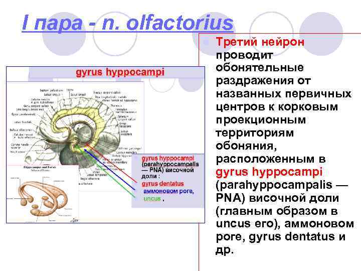 I пара - n. olfactorius l Третий нейрон проводит обонятельные раздражения от названных первичных