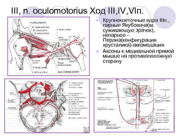 III, n. oculomotorius Ход III, IV, VIп. Крупноклеточные ядра IIIп. , парные Якубовича(м. суживающую