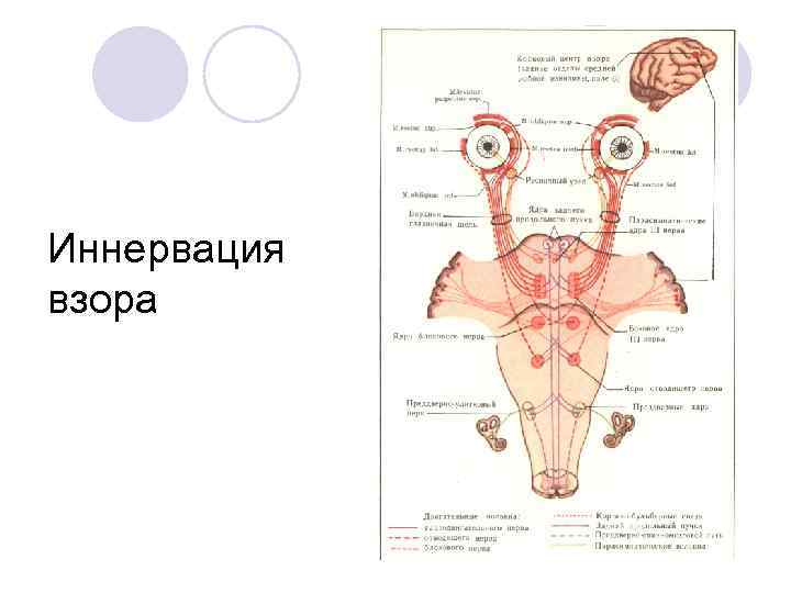 Иннервация взора 