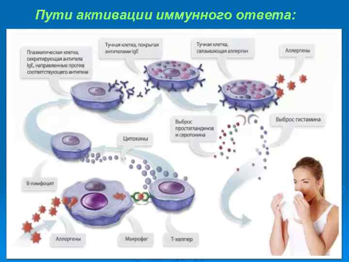 Пути активации иммунного ответа: 